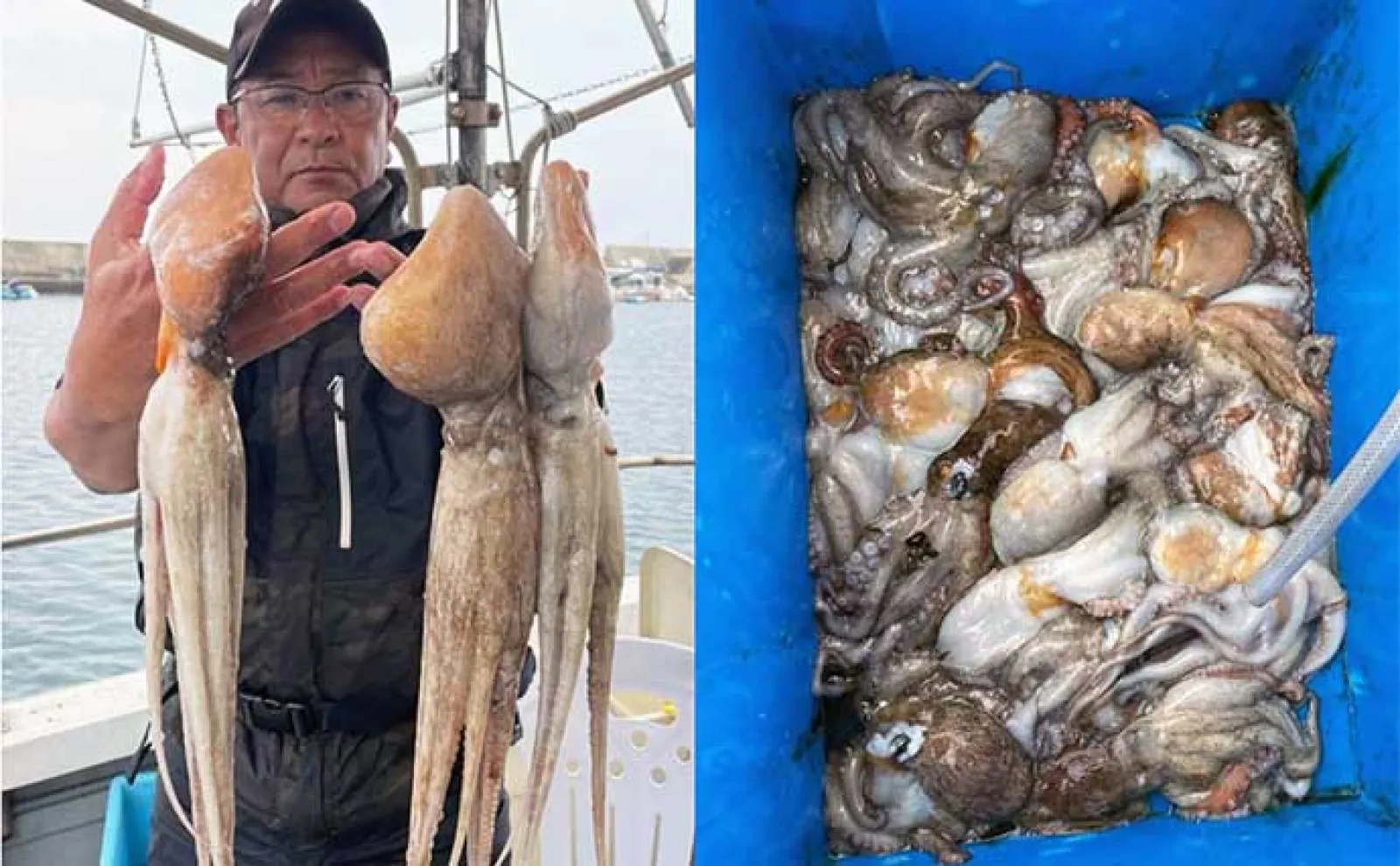 関西エリアの【船釣り特選釣果】 明石エリアのエギタコ釣りでマダコ好調ヒット中