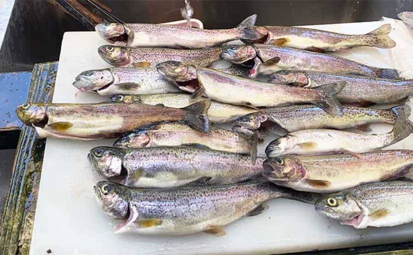 「糸が切れるまで釣り放題」システムの釣り掘でニジマス19匹キャッチ【岐阜・大滝鍾乳洞】