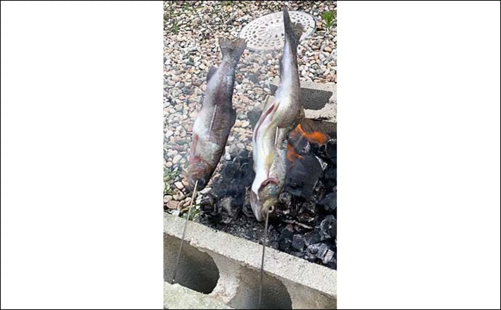 「糸が切れるまで釣り放題」システムの釣り掘でニジマス19匹キャッチ【岐阜・大滝鍾乳洞】