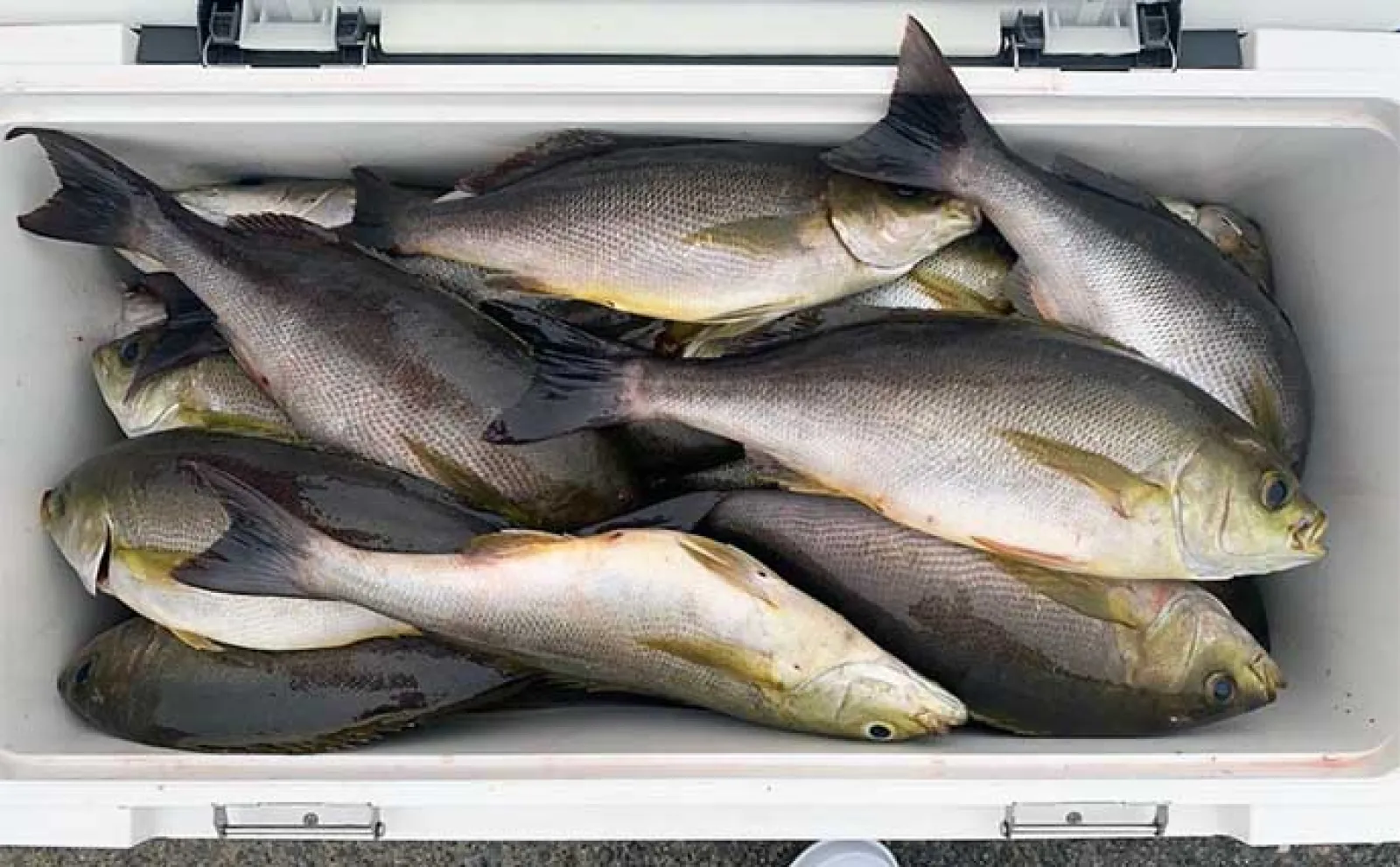【沖釣り釣果速報】トンボジギング船でカツオ混じりにビンナガ好捕(三重)