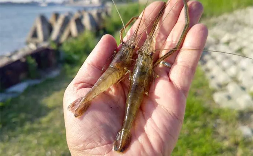 旧江戸川でのテナガエビ釣りで31尾【千葉・浦安】ダボハゼが多い場所は移動が吉