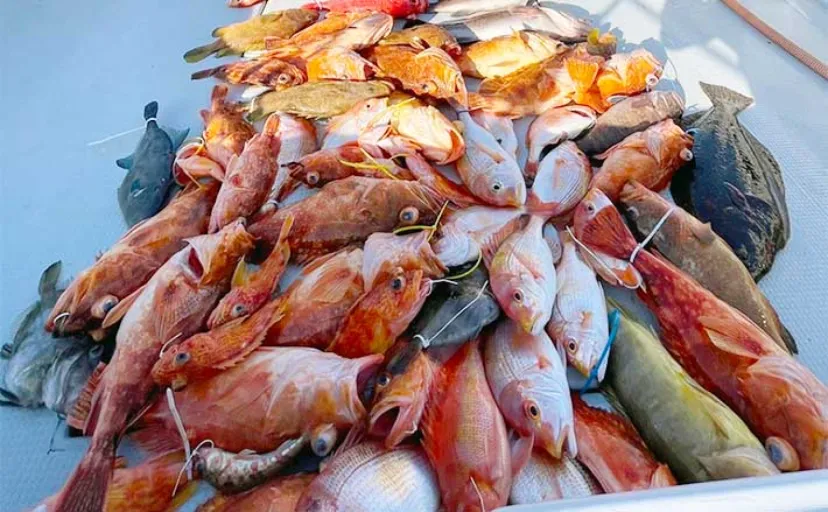 【釣果速報】平戸沖ライトジギング釣行で魚種多彩にクーラー満タン（長崎・佐賀）