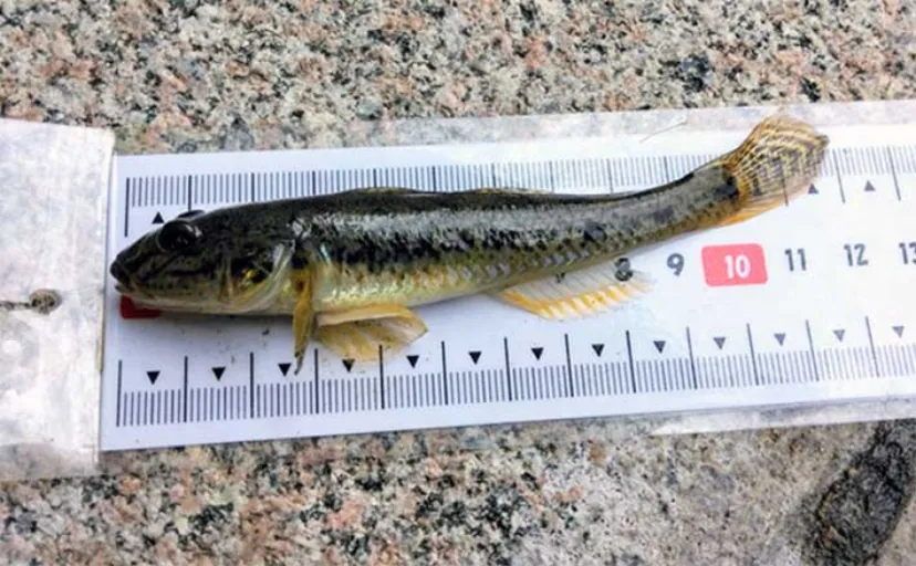 スカイツリー下でハゼ釣りが開幕【北十間川】1時間半の短時間釣行でマハゼ22匹