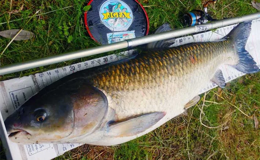 食パンエサでのウキ釣りで102cmソウギョ手中【埼玉・元荒川】ゲストにコイ連発