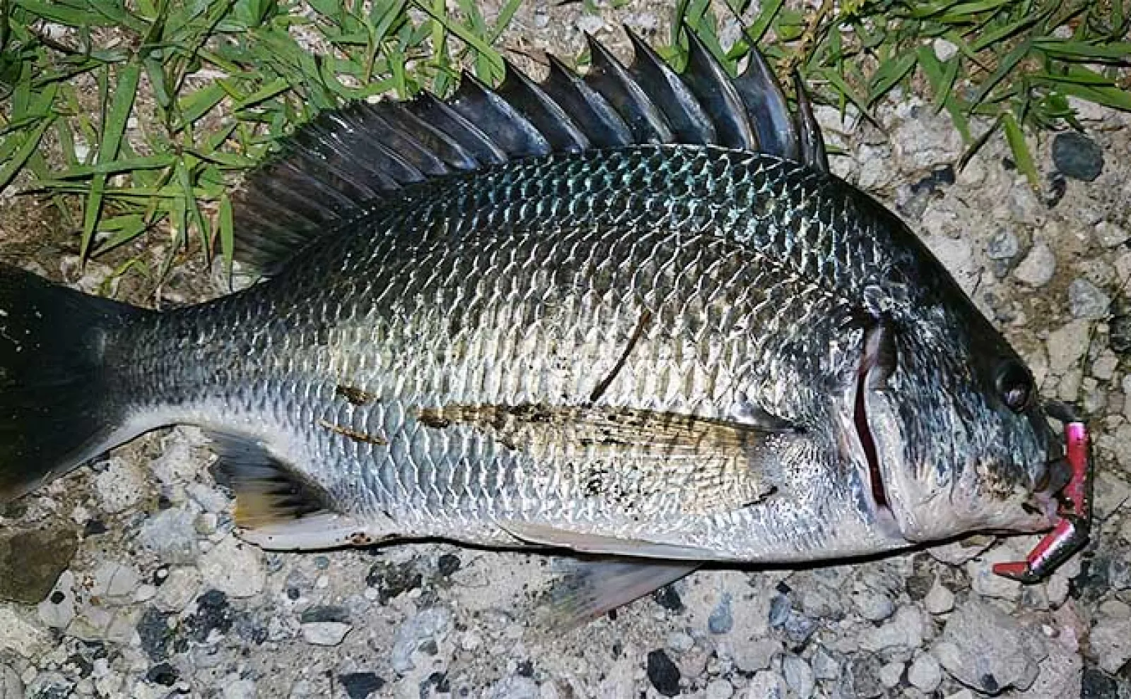 ハクだらけの小河川でルアーシーバス釣行【千葉】40cm級筆頭にセイゴクラスが入れ食い