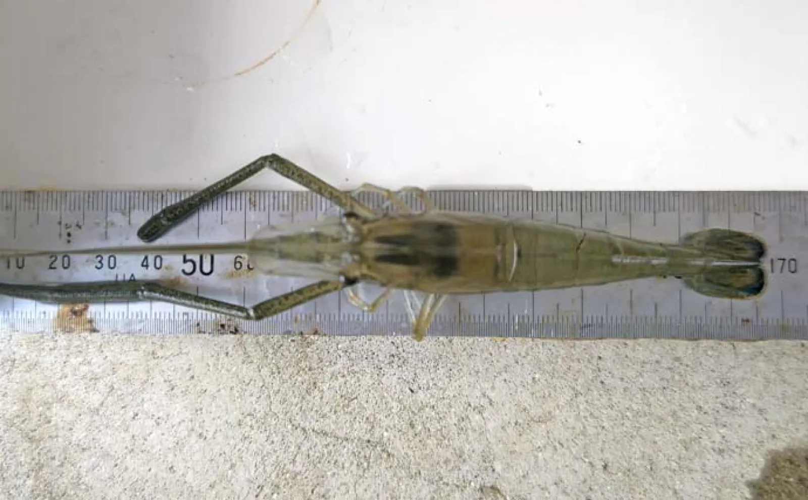堀江排水機場でテナガエビ釣り【千葉】中潮・干潮狙いで最大16.5cm含む11尾をゲット