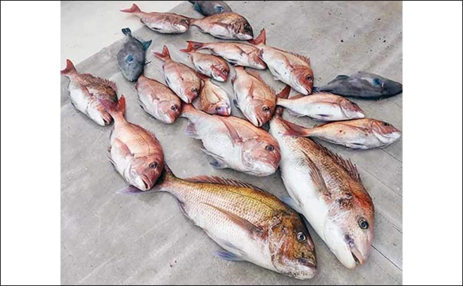 【沖釣り釣果速報】タイラバゲームで良型混じりにマダイ数釣り成功（福井）