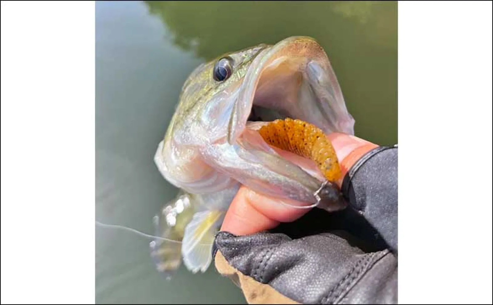 入鹿池でのボートバスフィッシングで50cm超ランカーバス【愛知