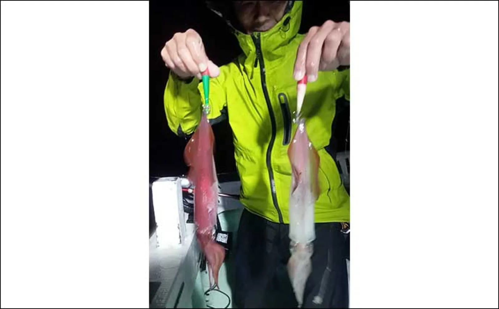 【夜焚きイカ釣果速報】釣る人ヤリイカ70尾前後と好調継続中(福岡)