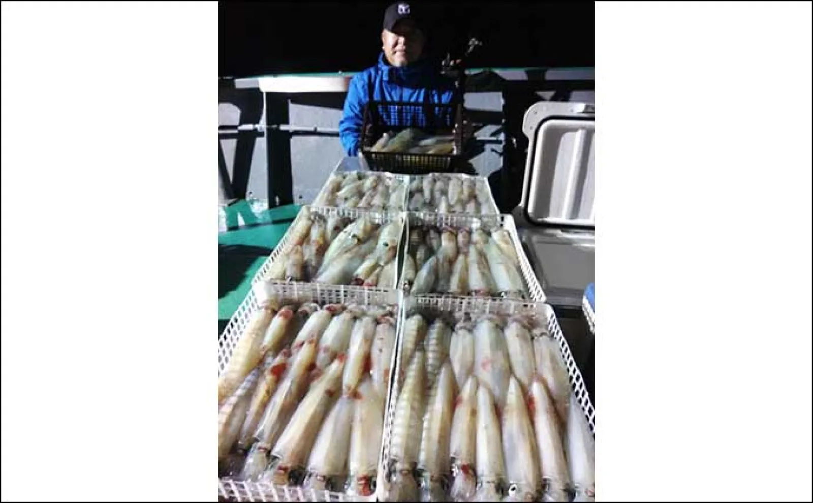 【夜焚きイカ釣果速報】釣る人ヤリイカ70尾前後と好調継続中(福岡)