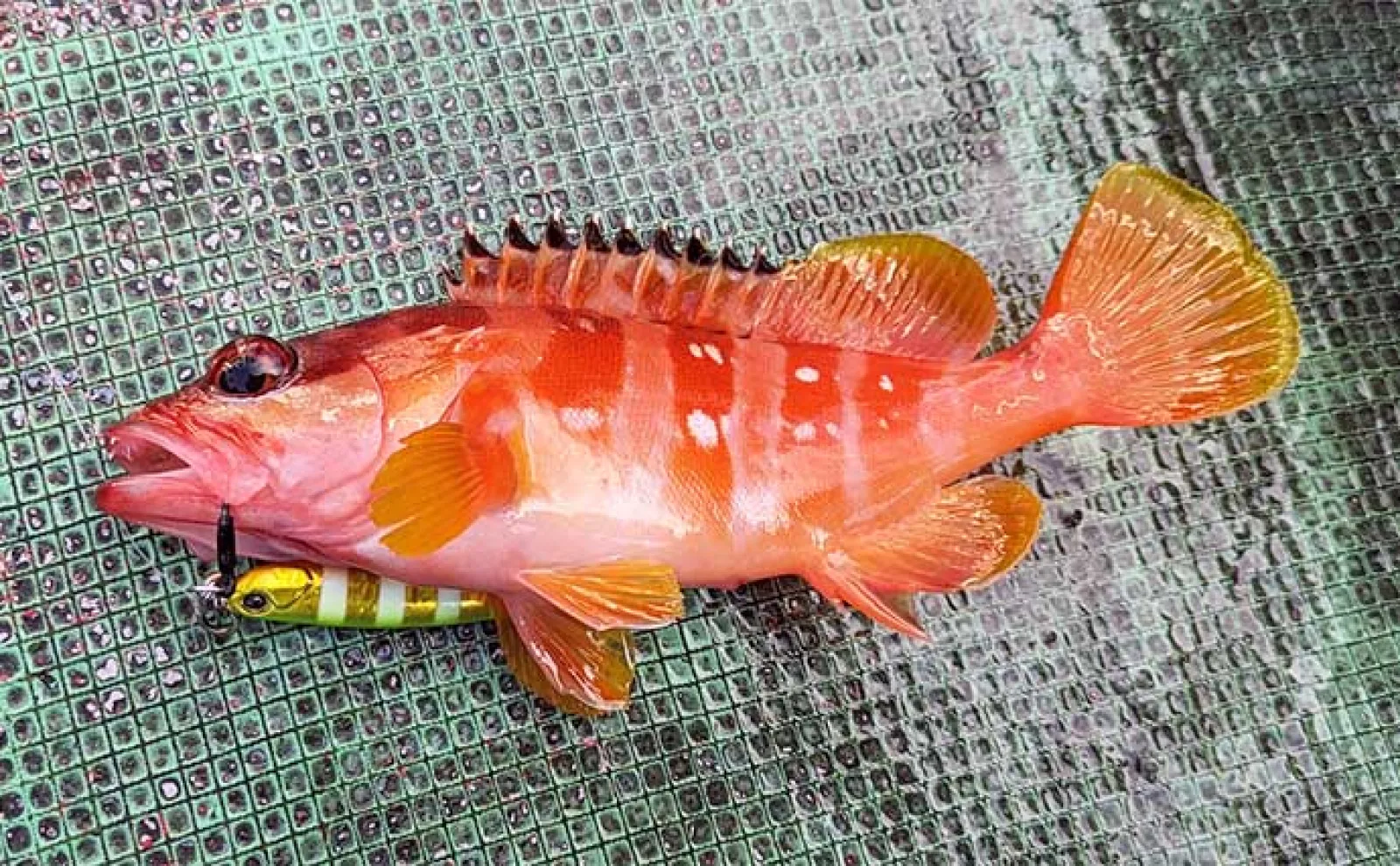 SLJ釣行で40cm超えイサギをキャッチ【和歌山・たいし丸】良型オオモンハタも顔見せ