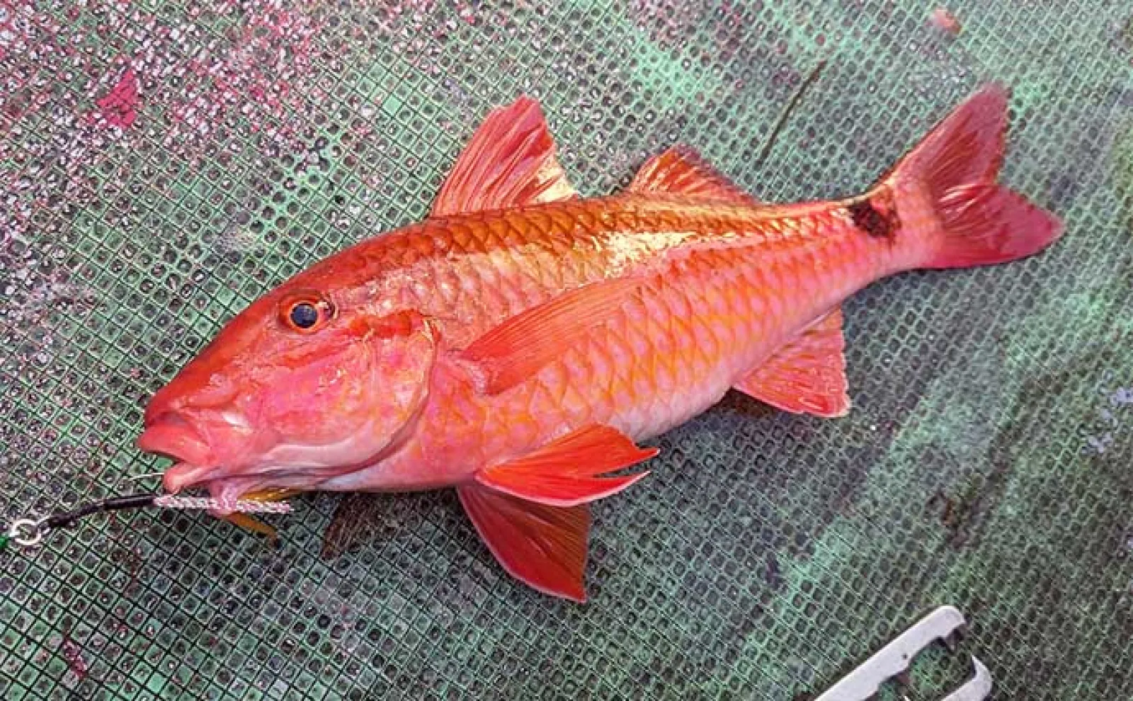 SLJ釣行で40cm超えイサギをキャッチ【和歌山・たいし丸】良型オオモンハタも顔見せ