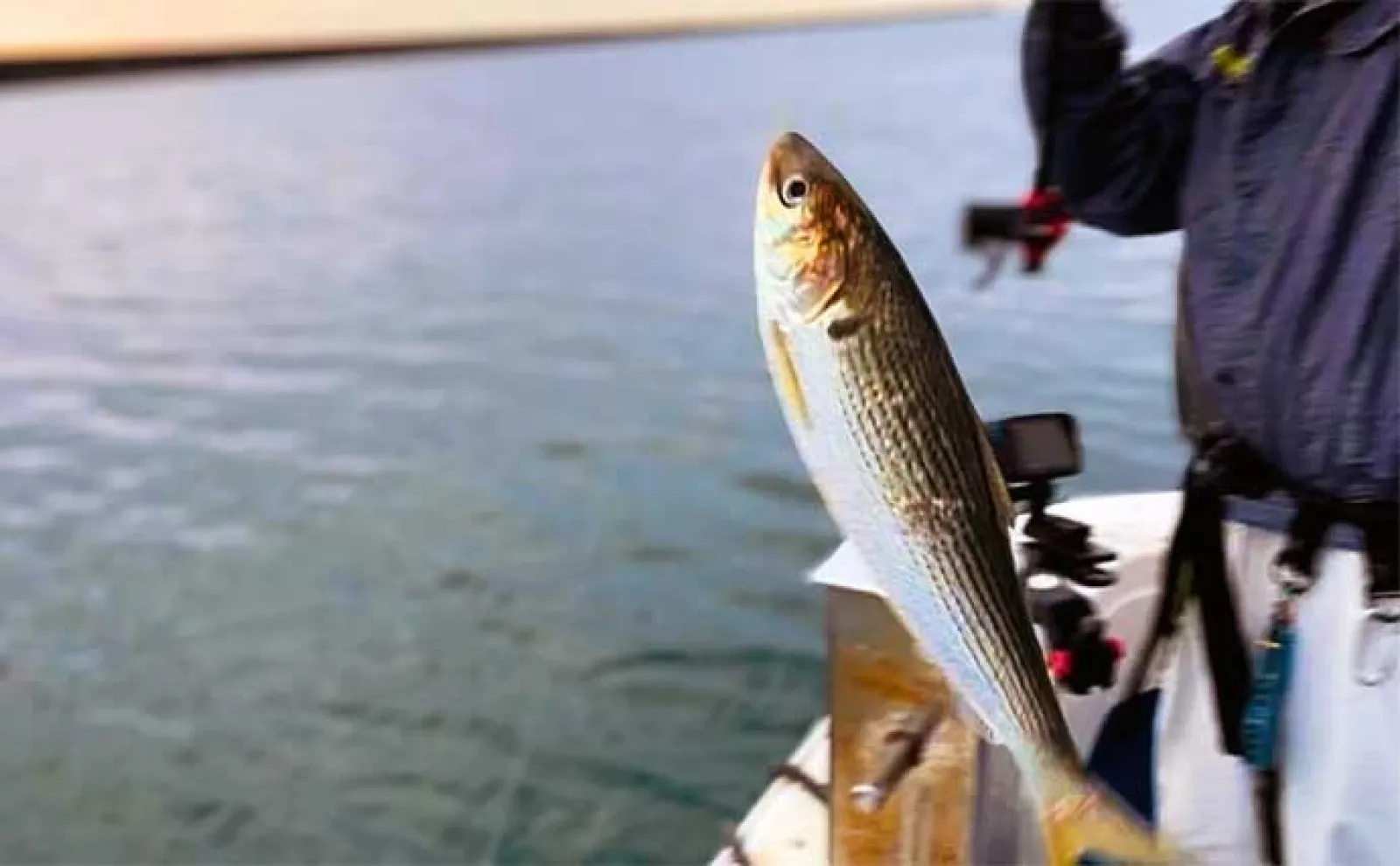 船での泳がせヒラメ釣りで3.7kg頭に良型2枚手中【新潟・海龍丸】大判は無念のバラシ