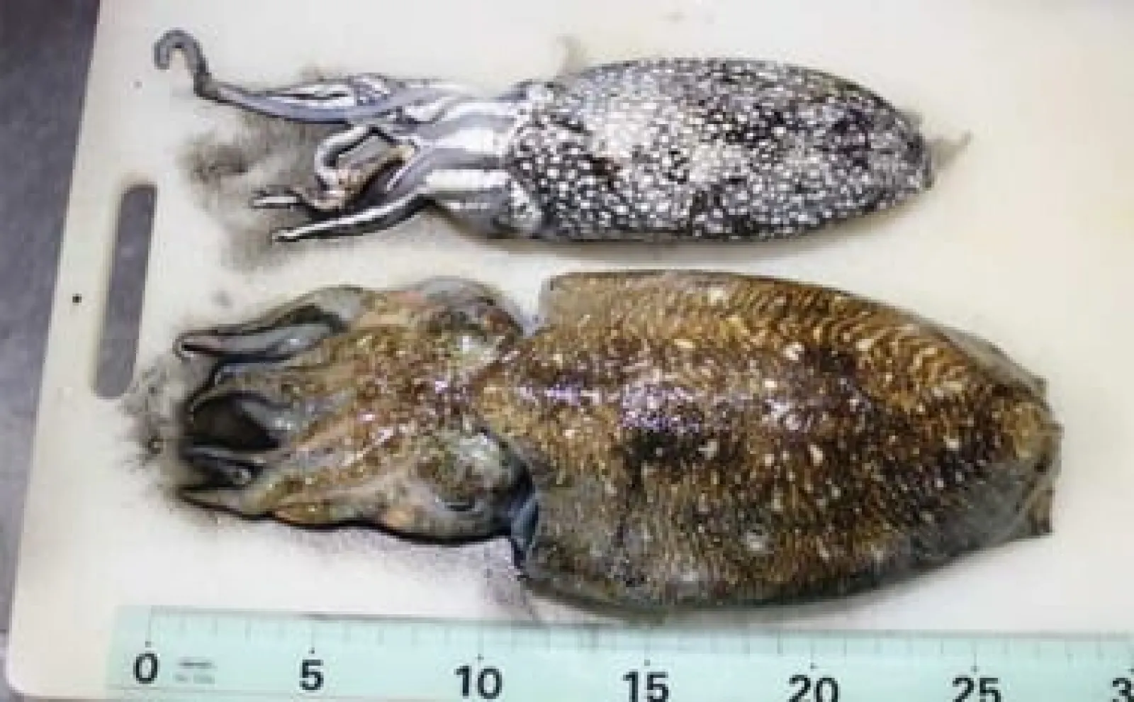 飯岡港でのシリヤケイカ釣りで600g級を筆頭に本命2杯【千葉】ピンク系スッテにヒット