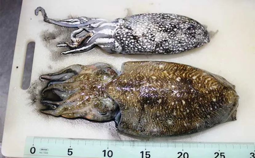 飯岡港でのシリヤケイカ釣りで600g級を筆頭に本命2杯【千葉】ピンク系スッテにヒット