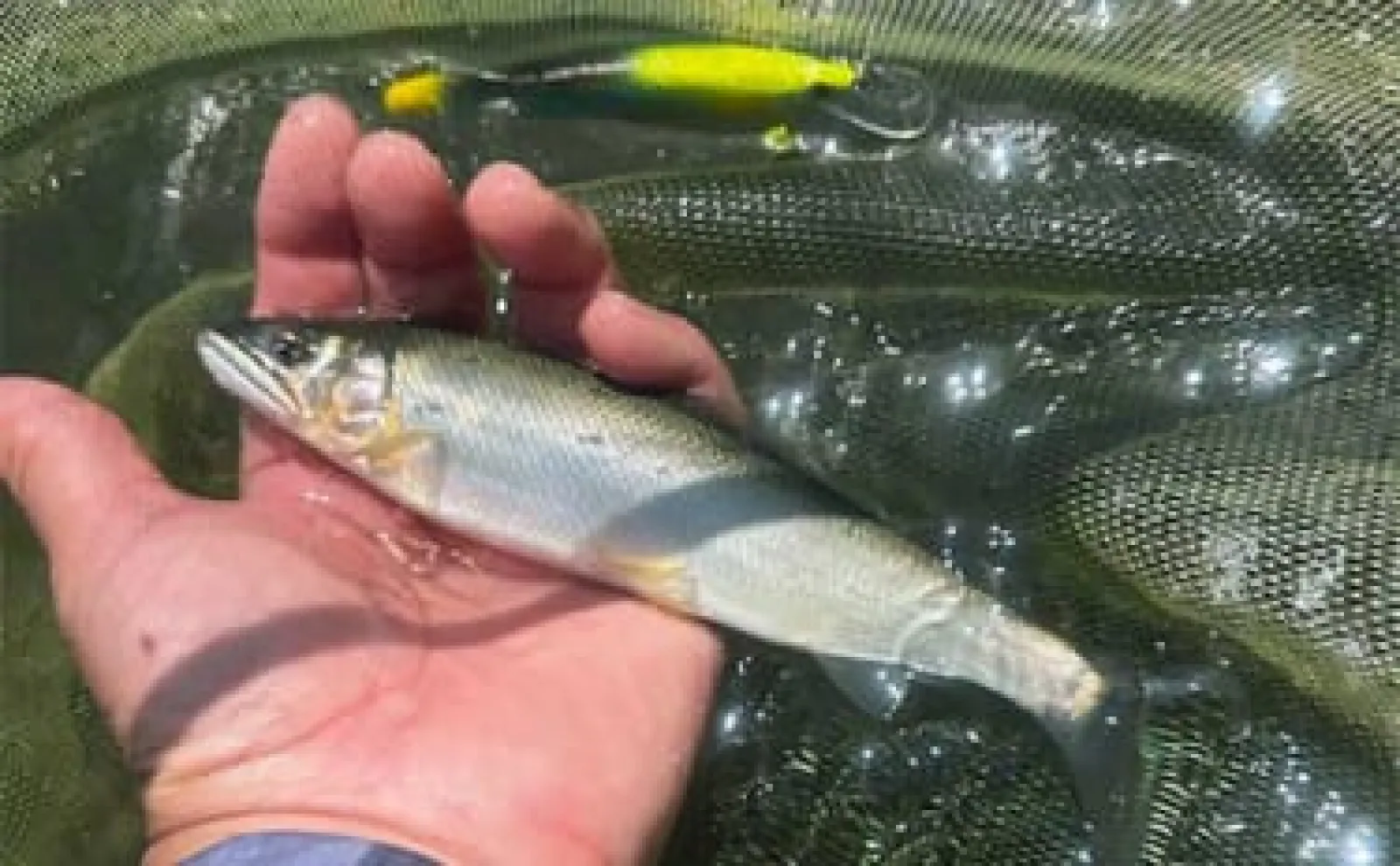 相模川でのルアーアユ釣り（アユイング）で18cm頭に鮎11尾　2時間の釣行で手中