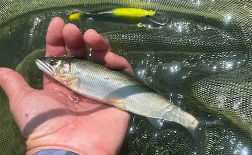 相模川でのルアーアユ釣り（アユイング）で18cm頭に鮎11尾　2時間の釣行で手中