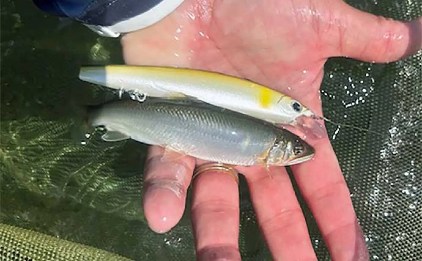 相模川でのルアーアユ釣り(アユイング)で18cm頭に鮎11尾 2時間の釣行で手中