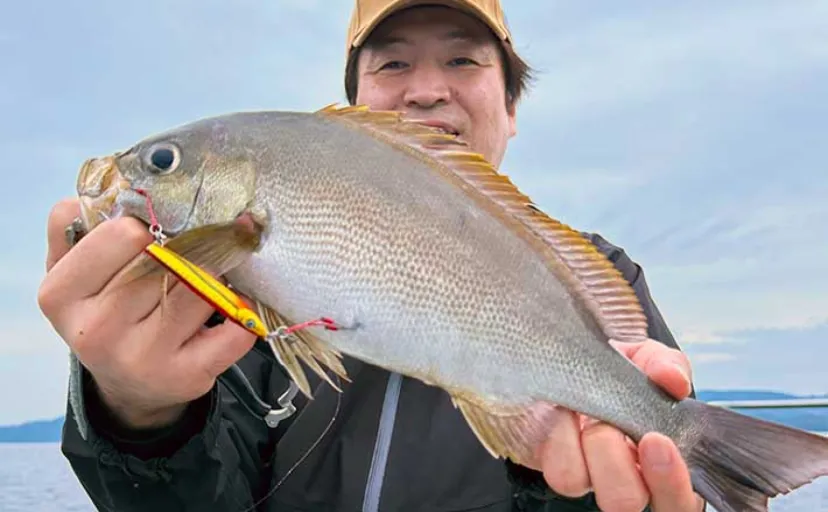平戸島沖SLJ釣行で30cm級イサキ手中【長崎・馬屋商店】ゲストにフッコやマダイ顔出し