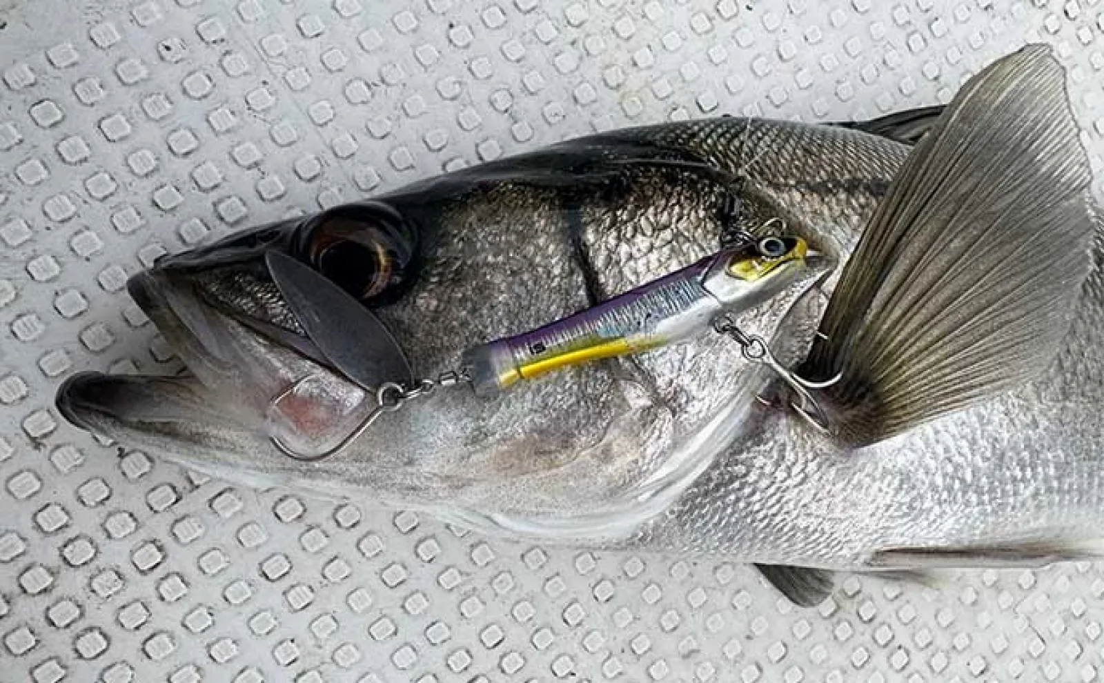 平戸島沖SLJ釣行で30cm級イサキ手中【長崎・馬屋商店】ゲストにフッコやマダイ顔出し