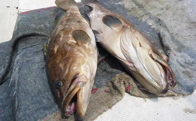 【船釣り最新釣果】早福沖のイカ泳がせ釣りでアラ浮上（長崎・佐賀）