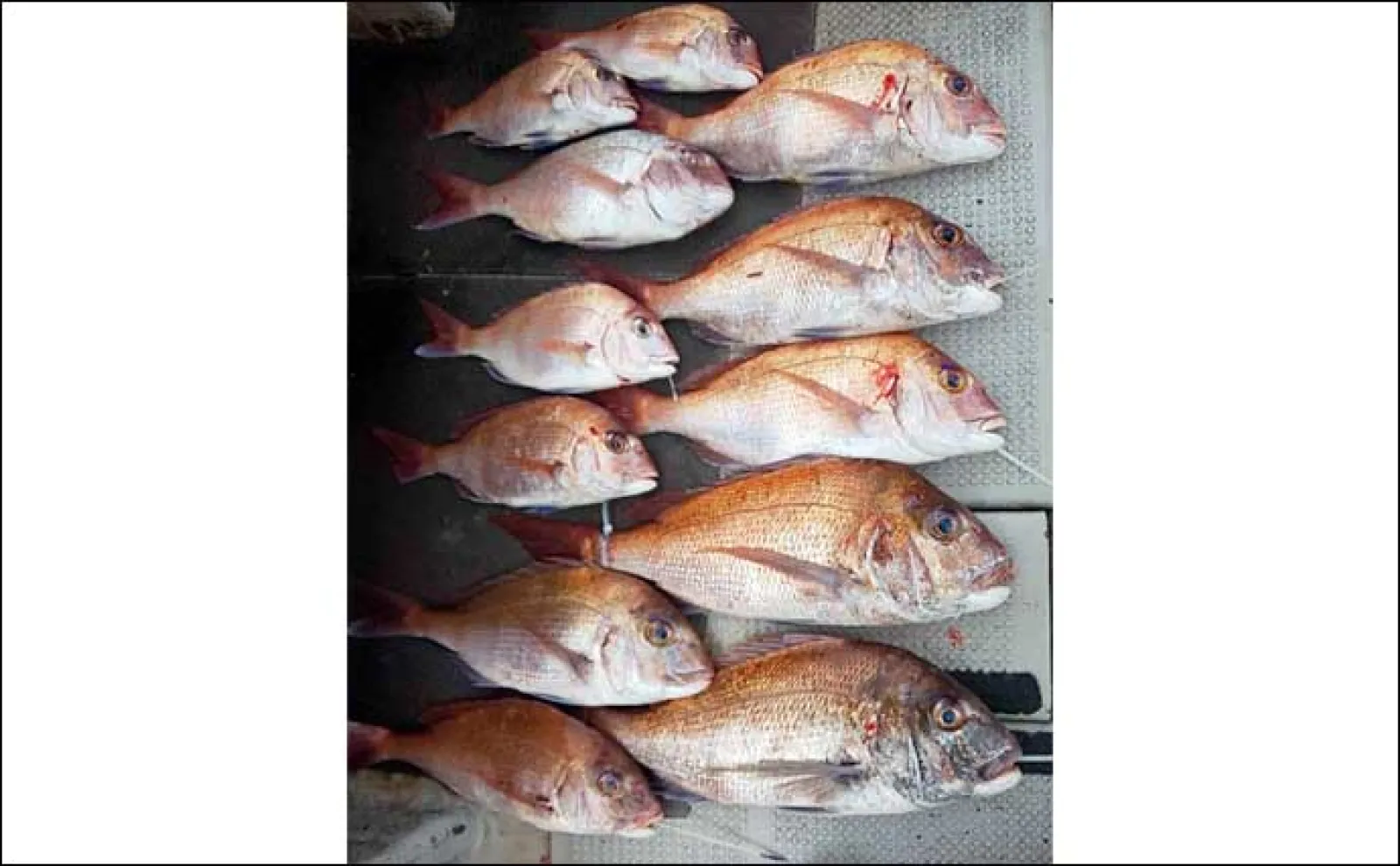【船釣り最新釣果】早福沖のイカ泳がせ釣りでアラ浮上(長崎・佐賀)