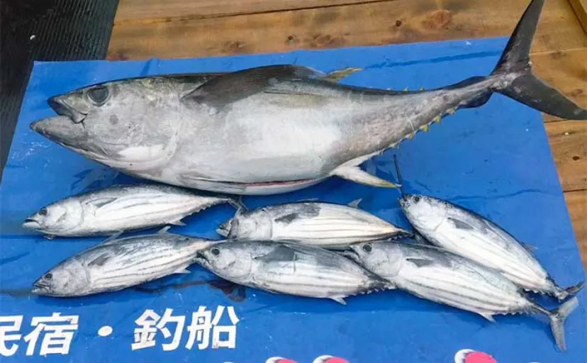 【沖釣り釣果速報】パヤオ周辺のルアーフィッシングでメバチにカツオ（三重）