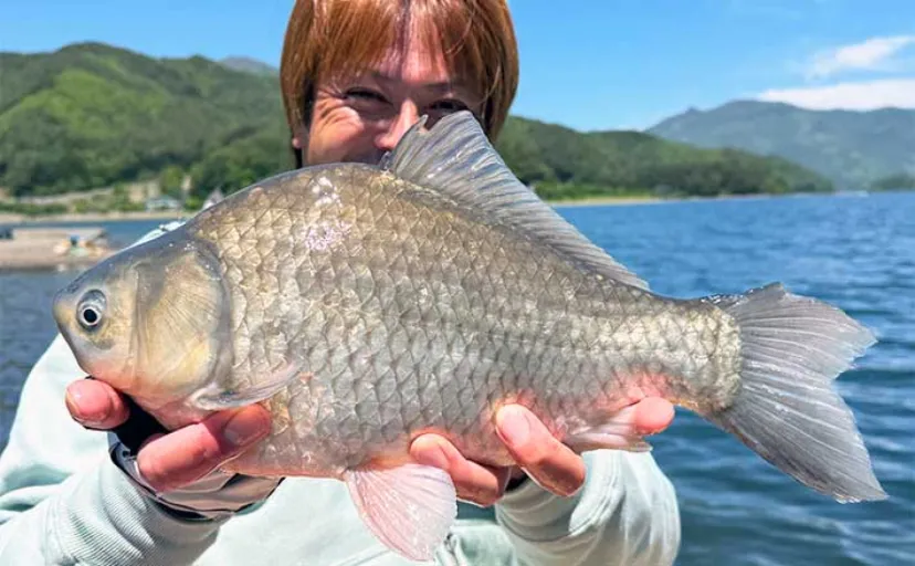 吉田康雄のザ・チャレンジへらぶな【大減水の河口湖で大型狙い#4】