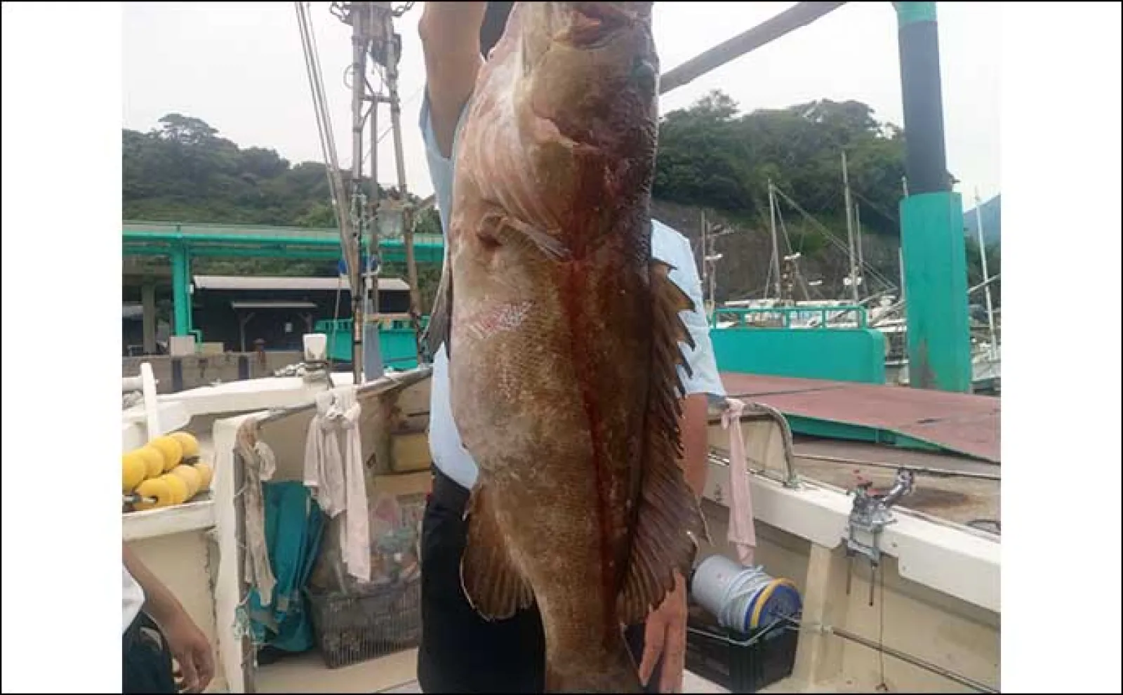 【船釣り釣果速報】ライトジギングで大型のハガツオをキャッチ(長崎・佐賀)