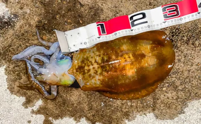 陸っぱりエギングで1.3kgの良型アオリ手中【福井・越前海岸】4連敗からの執念実り感動