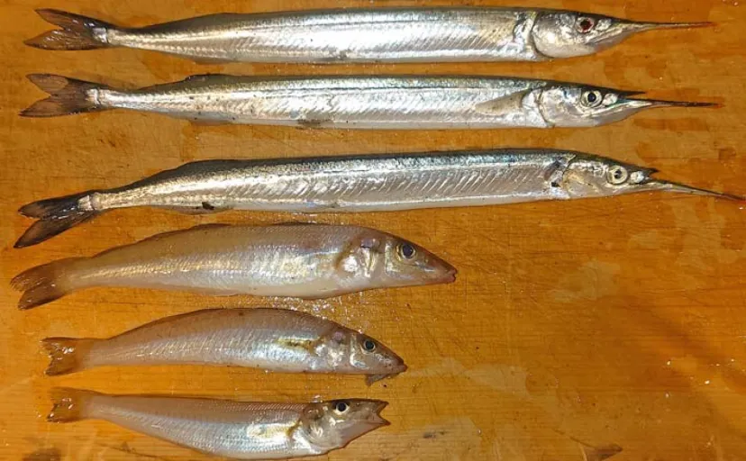 サーフでの投げ釣りでキスにサヨリを手中【三重・吉崎海岸】サヨリは30cm級の良型