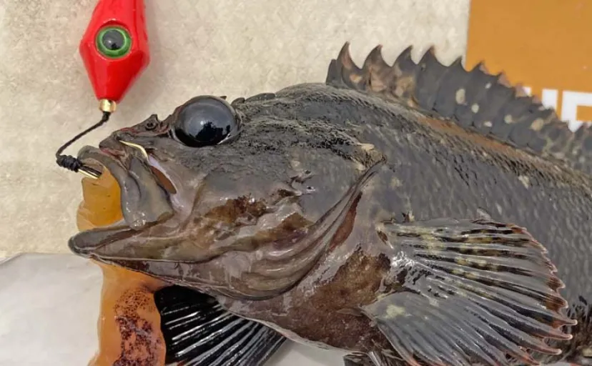 ブラクリ仕掛けでの根魚釣りでムラソイ・カサゴなど2桁釣果【三重・磯津港南防波堤】
