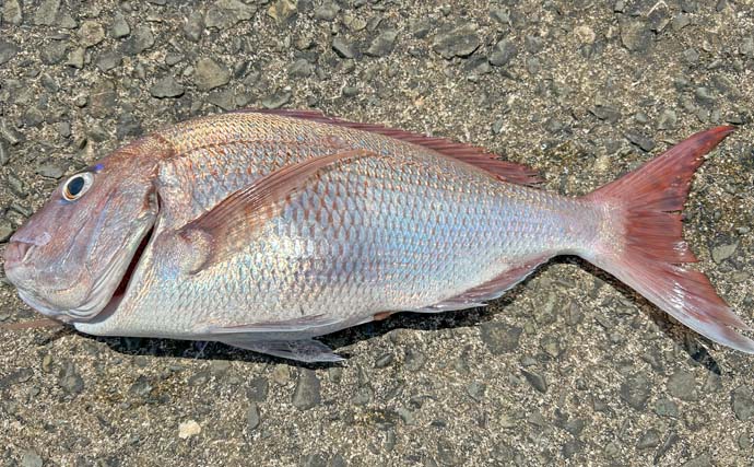 激安提供！送料無料！沖釣工房 日本海マダイ 80-330 がお買い得 20250403WEB0701a_l.jpg.webp