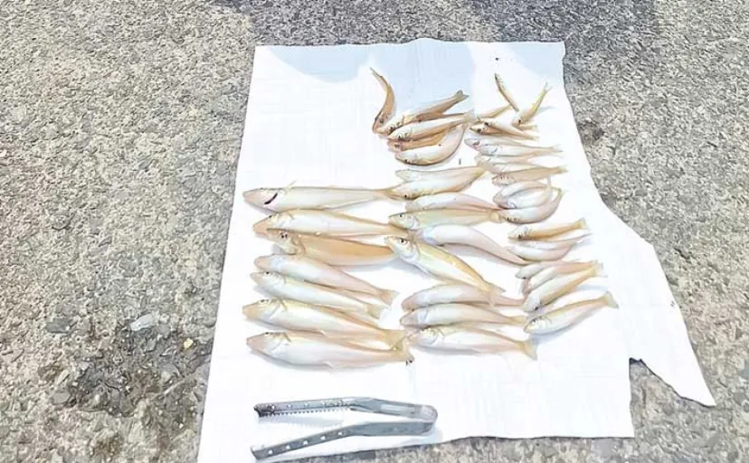 家族での船キス釣りで24cm筆頭に本命42匹【福井・岡津】初体験でも十分に満喫