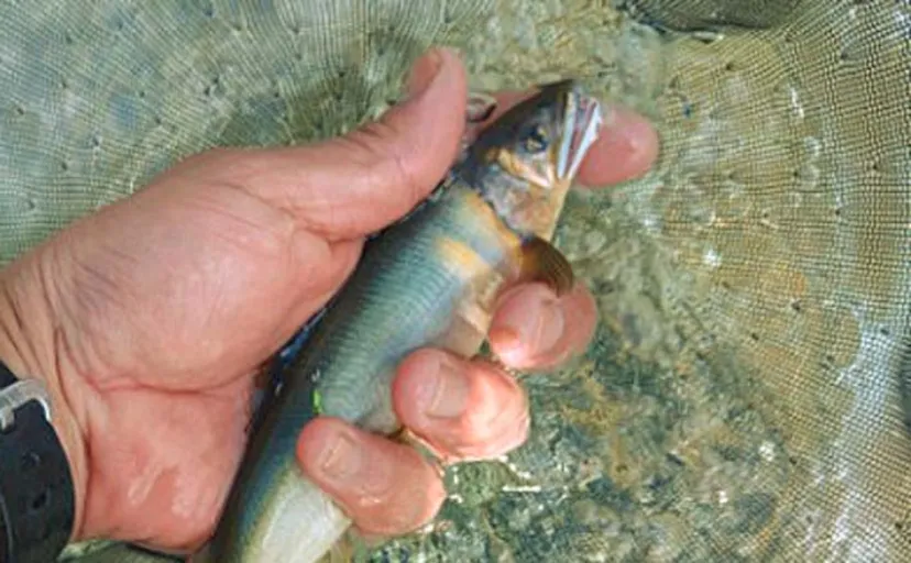 あゆ解禁日の2時間のトモ釣りで20.6cm頭にアユ20匹と対面【岐阜・長良川郡上】