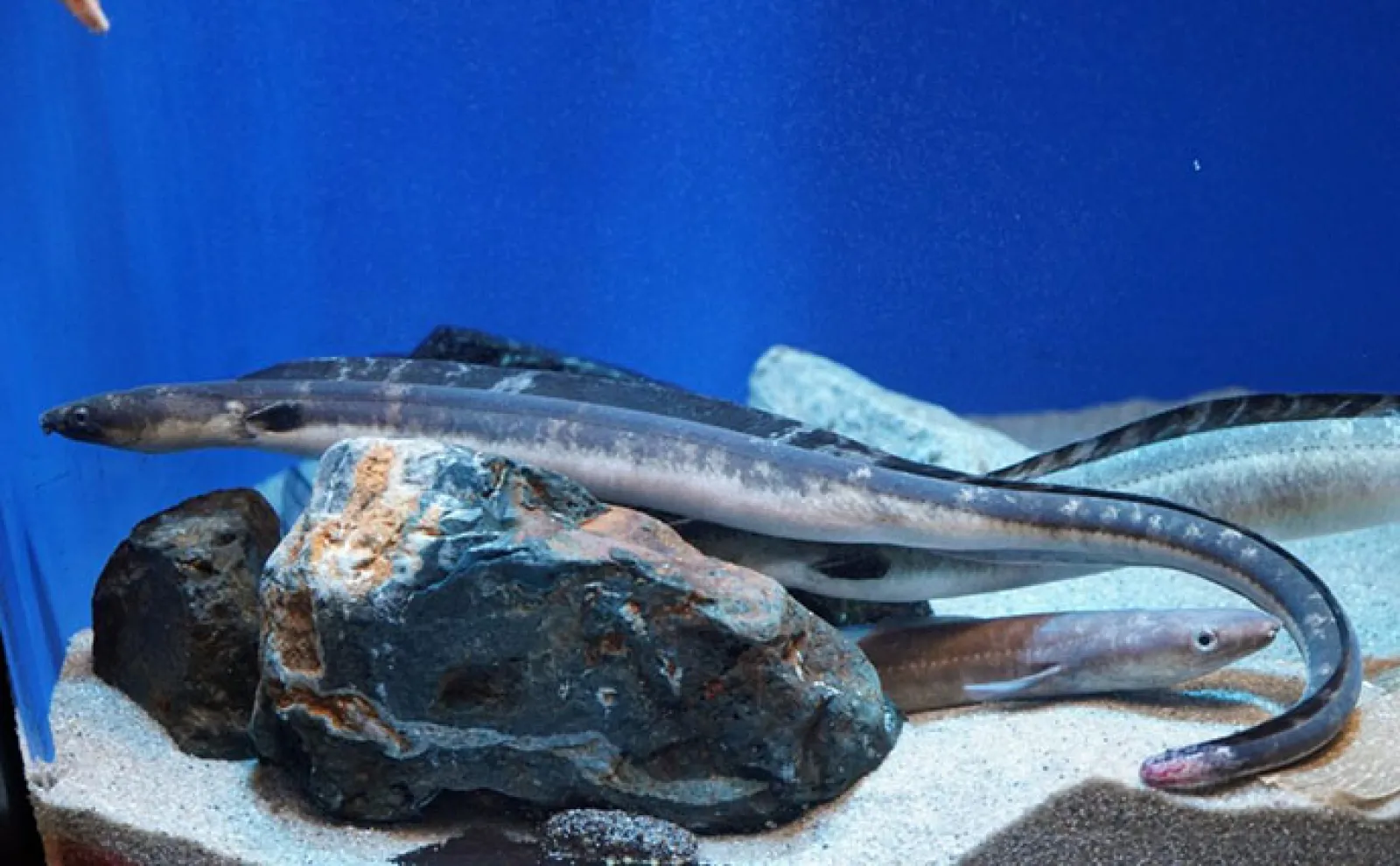 「ウミヘビ」は爬虫類にも魚類にも存在する 毒を持つのはどちら?