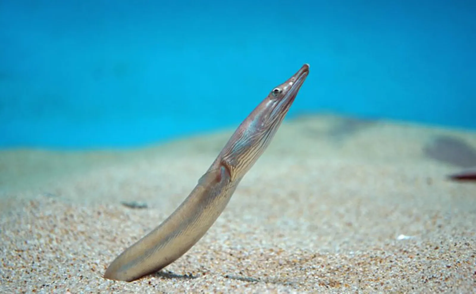 「ウミヘビ」は爬虫類にも魚類にも存在する 毒を持つのはどちら?