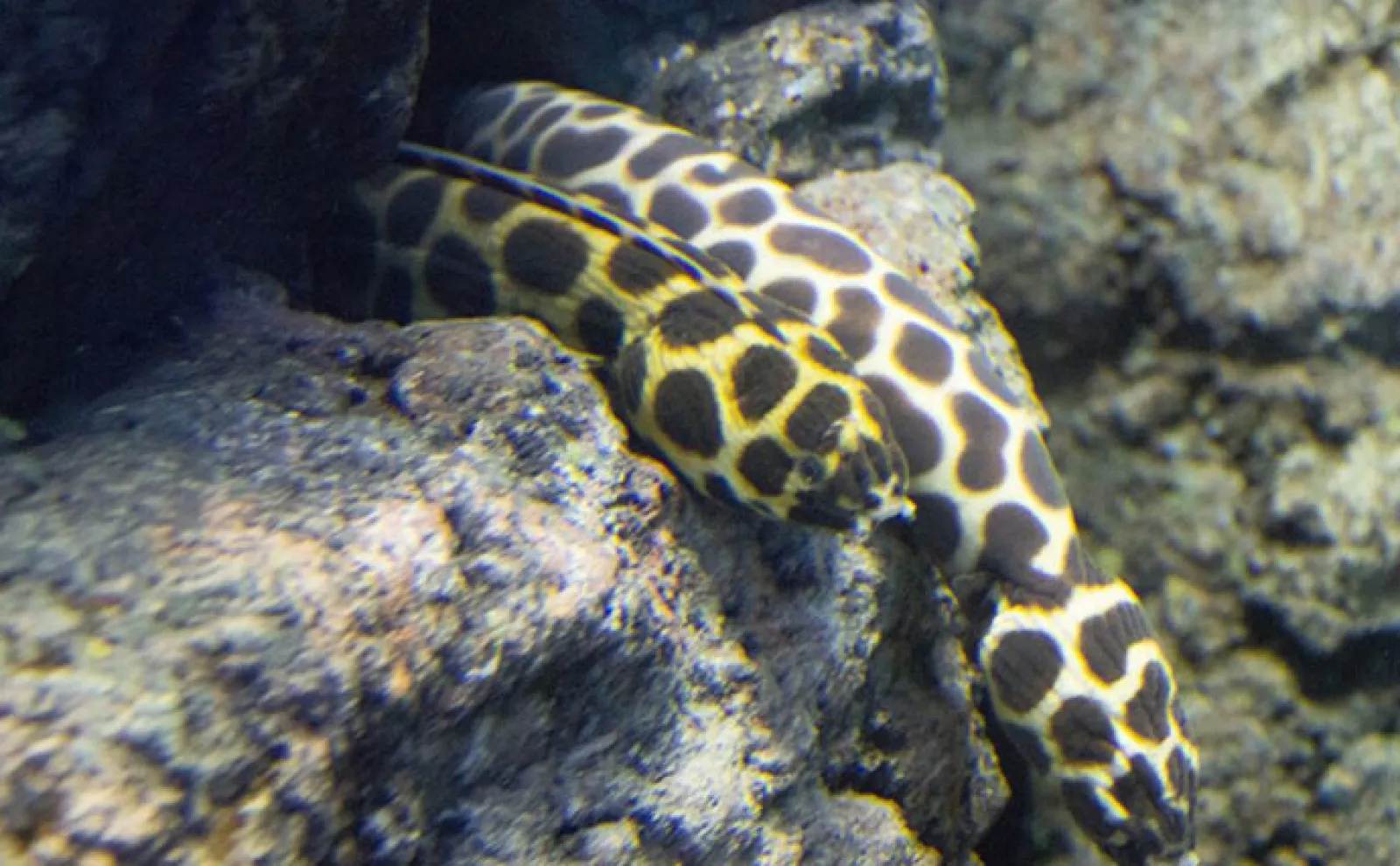 「ウミヘビ」は爬虫類にも魚類にも存在する 毒を持つのはどちら?