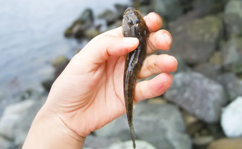 ハゼを釣ることで研究に貢献できる『江戸前ハゼ復活プロジェクト』とは？