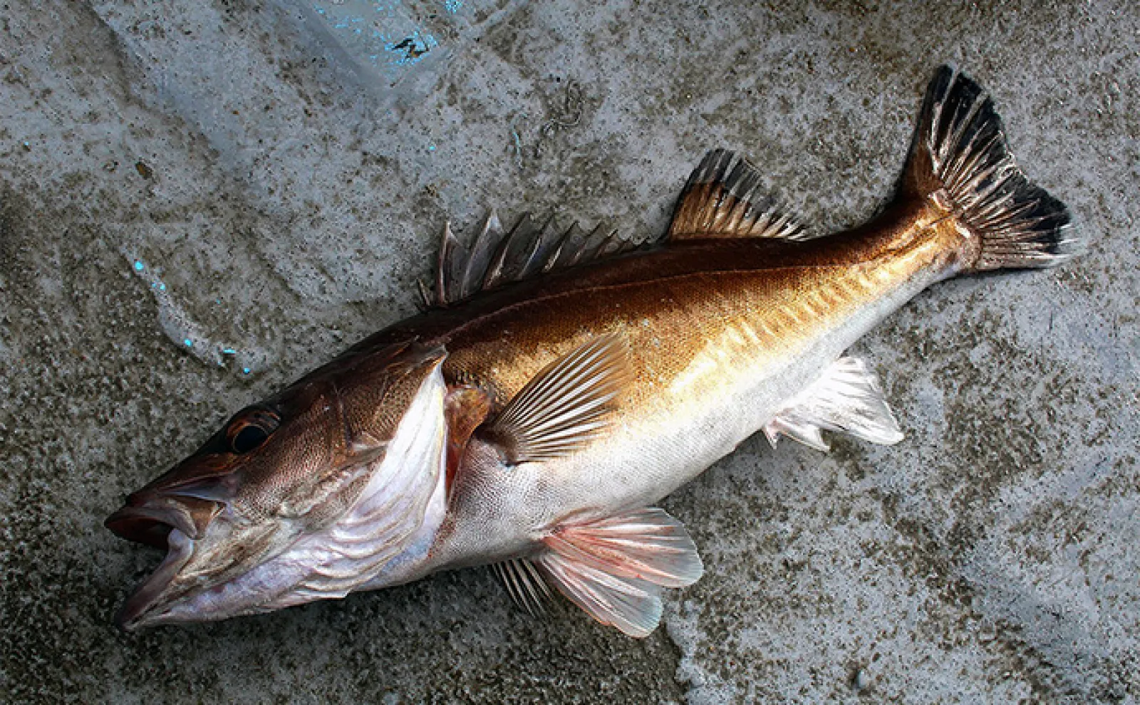 能登半島沖スロージギング釣行で高級美味魚「アラ」狙い 攻略の近道はロッドにあり