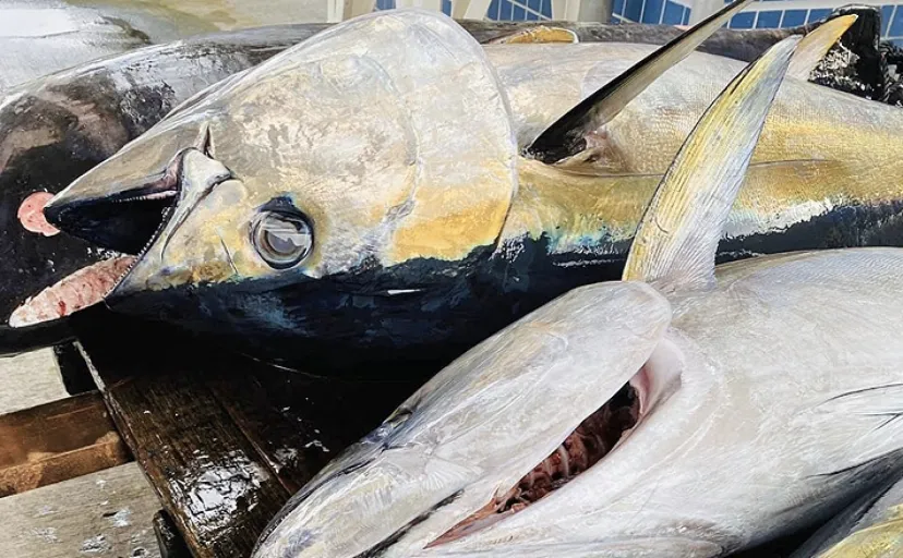 【速報】令和6年度6月のクロマグロ採捕が解禁　上限の半分を超える3.8トンにすでに到達