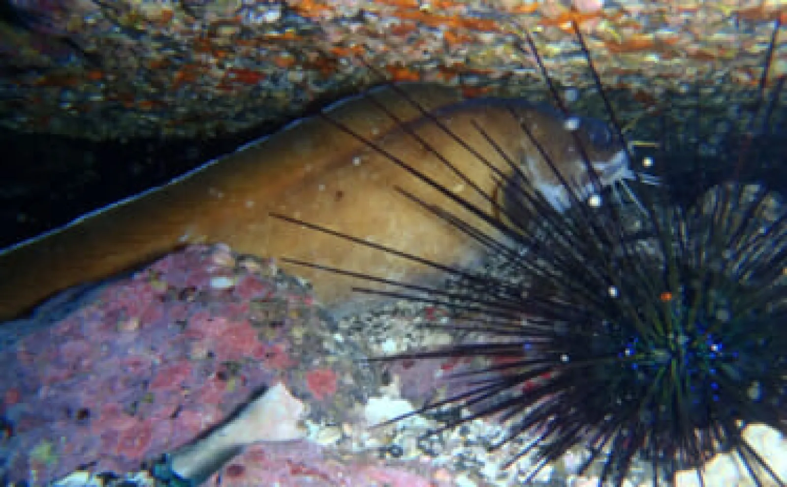 ナマズみたいな見た目だけど海に住む魚「イタチウオ」　食すなら昆布締めがオススメ
