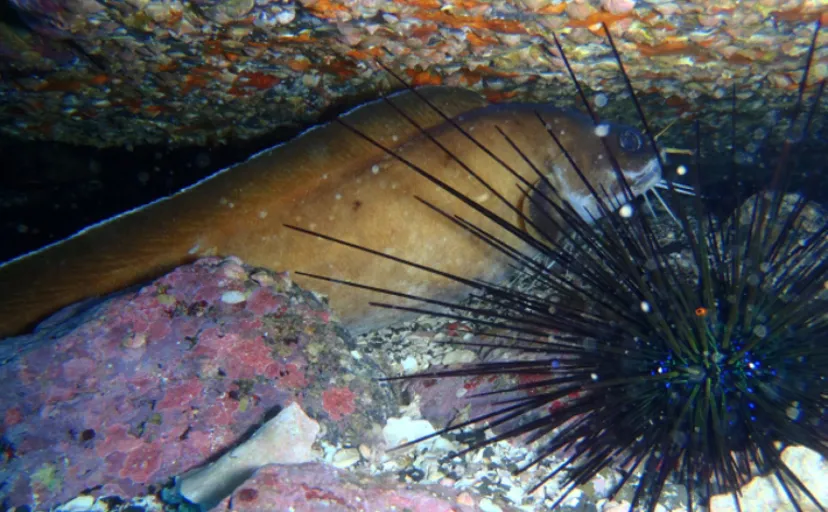 ナマズみたいな見た目だけど海に住む魚「イタチウオ」　食すなら昆布締めがオススメ