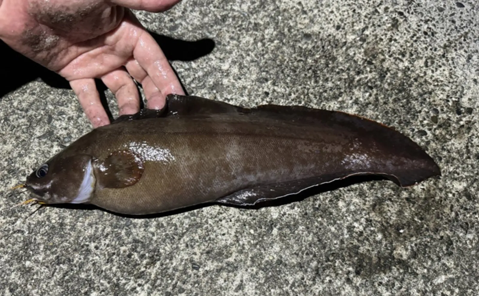 ナマズみたいな見た目だけど海に住む魚「イタチウオ」 食すなら昆布締めがオススメ