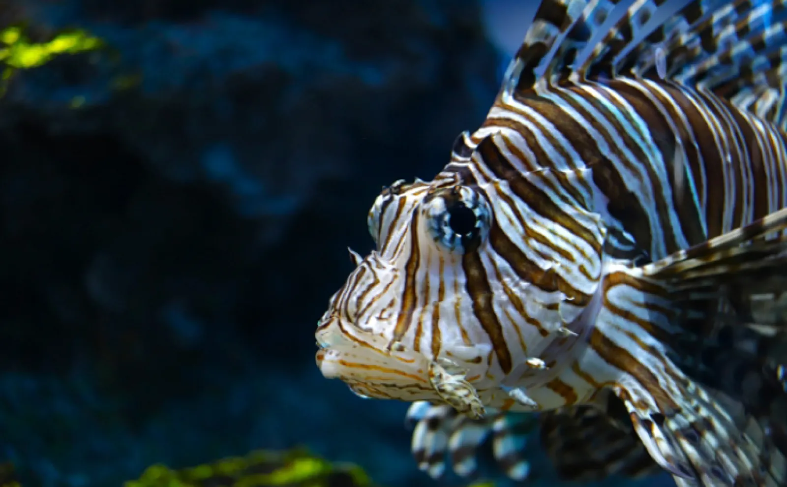 ど派手な毒魚「ミノカサゴ」は美味 水分を抜くのが美味しく食べる秘訣