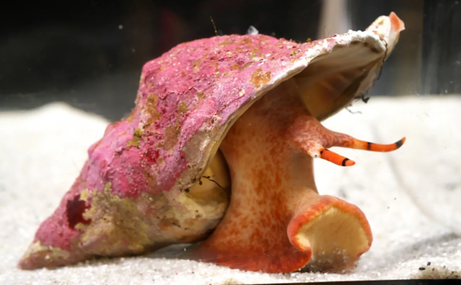 生食で美味な巻き貝「ツブ」「ボラ」「バイ」「ニナ」 一体なにが違う