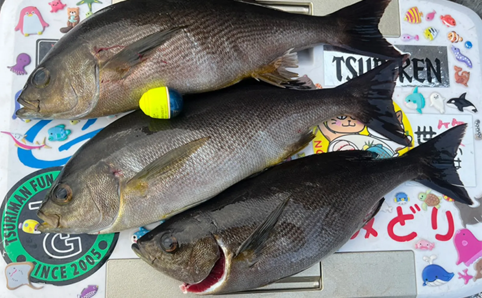 沖磯フカセ釣りで40cm超イサキとクロ手中【長崎・宮之浦】クロキツネザルのお陰?
