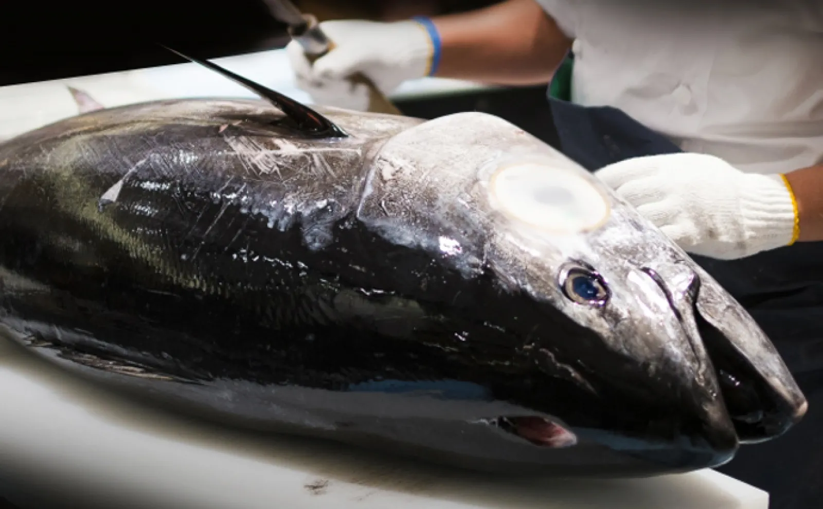 【速報】7月末までクロマグロは遊漁禁止! 解禁から7日間で上限7トンに到達