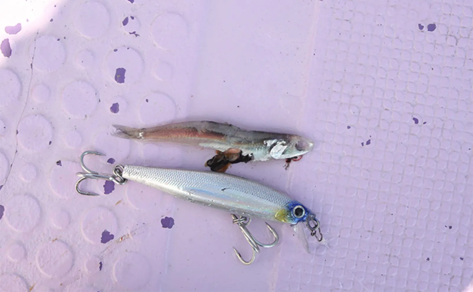 相模湾のシイラキャスティング釣行を満喫 初挑戦でまさかの1投目から