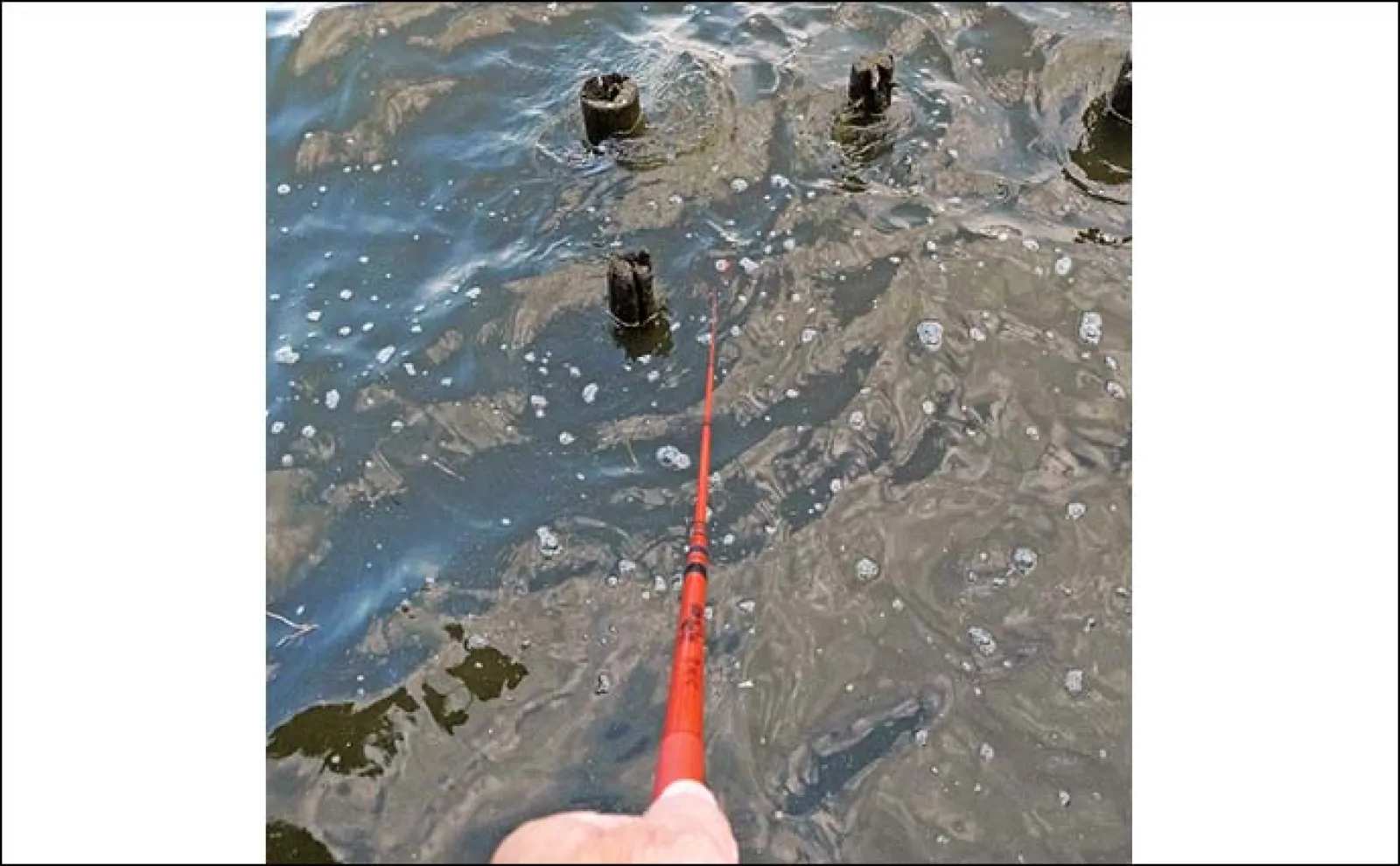 手賀沼公園でのテナガエビ釣りで7cm頭に14尾【千葉】夕マヅメに連発